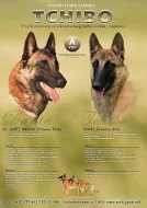 Belgický ovčák malinois