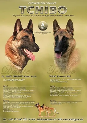 Belgický ovčák malinois