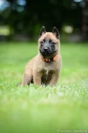 Belgický ovčák malinois