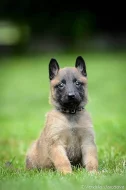 Belgický ovčák malinois