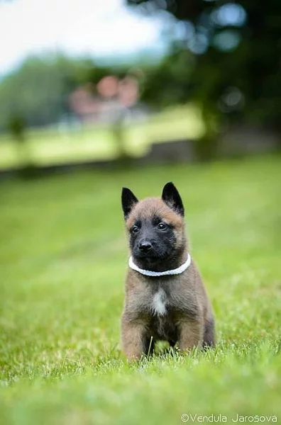 Belgický ovčák malinois