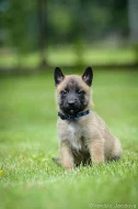 Belgický ovčák malinois
