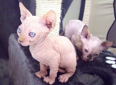 Sphynx  Koťata  s pp