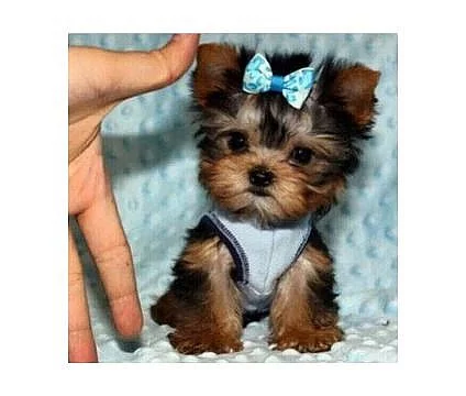 Yorkšírský teriér na prodej bez PP