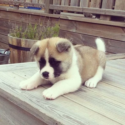 Akita-inu na prodej bez PP
