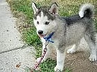 Sibiřské husky štěňata pro vás
