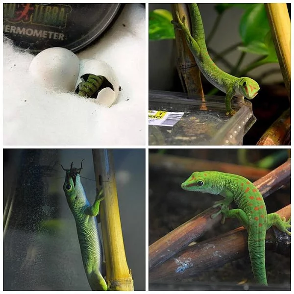 Felzuma madagaskarská