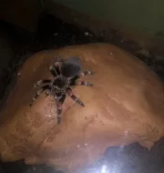 B. Smithi + terárium