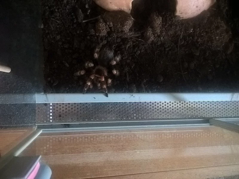 B. Smithi + terárium