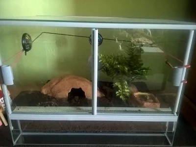 B. Smithi + terárium