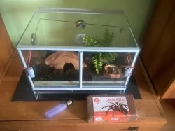 B. Smithi + terárium