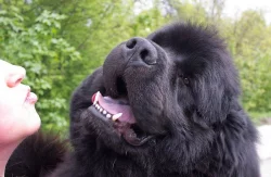 Newfoundland, male & female