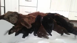 Newfoundland, male & female