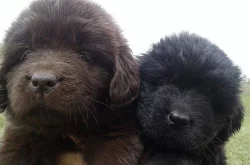 Newfoundland, male & female