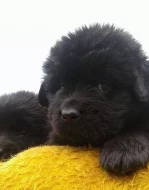 Newfoundland, male & female
