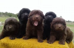 Newfoundland, male & female