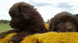 Newfoundland, male & female