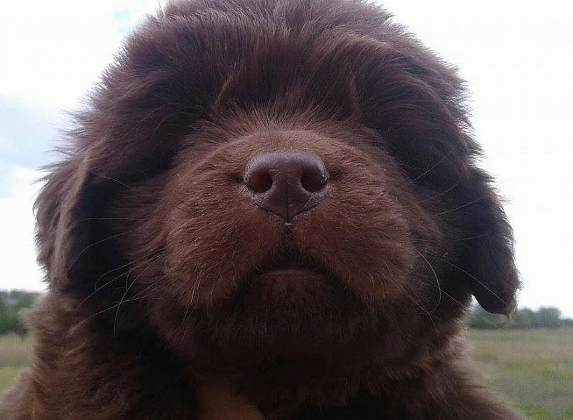 Newfoundland, male & female