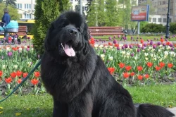 Newfoundland, male & female