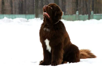 Newfoundland,  male & female