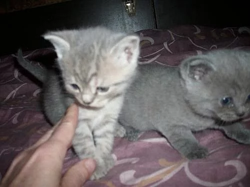 Britská koťata dlouhosrstá