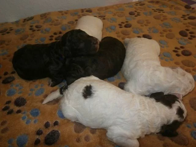Lagotto romagnolo