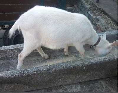 bílá koza