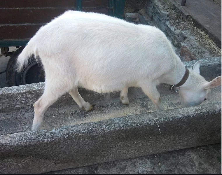 bílá koza