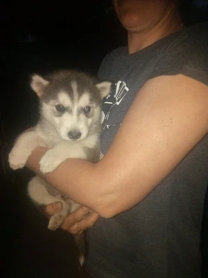 Sibiřský husky