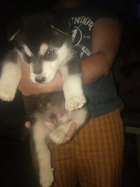 Sibiřský husky