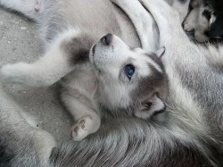 Sibiřský husky