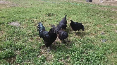 AYAM CEMANI