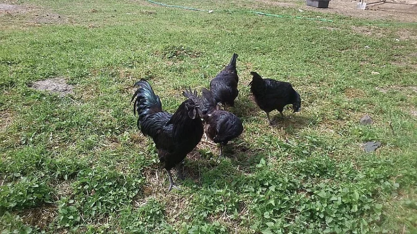 AYAM CEMANI