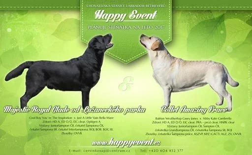 Labradorský retriever s PP - žlutá a černá šť.