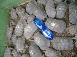 Prodám dospělé želvy