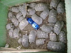Prodám dospělé želvy
