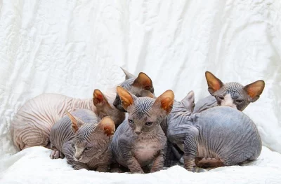 Sphynx