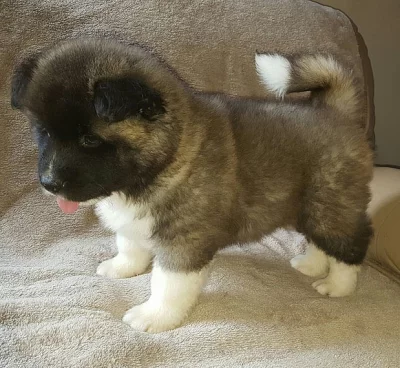 Nádherná akita štěně
