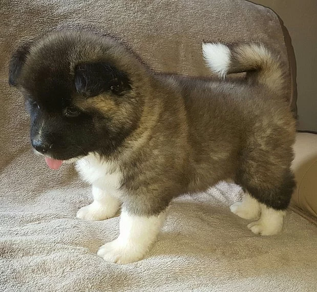 Nádherná akita štěně