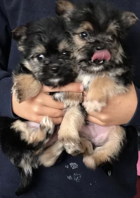Štěňata Chorkie