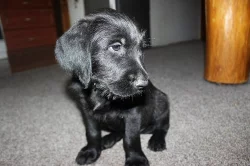 Labradorský retrívr - kříženec