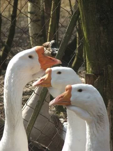 Líheň čistokrevné drůbeže z renomovaných chovů: