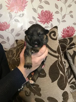 Prodám Shiba inu štěňata s PP