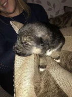 Prodám Shiba inu štěňata s PP