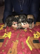 Prodám Shiba inu štěňata s PP
