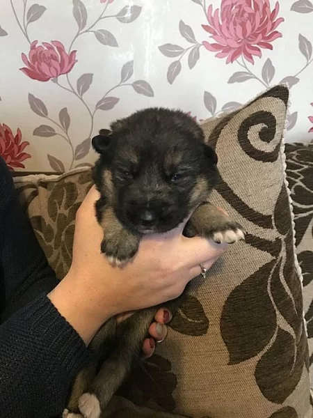 Prodám Shiba inu štěňata s PP