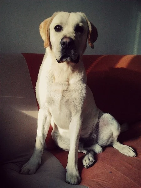 Labradorský retrívr