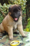 Belgický ovčák -Tervueren- prodám krásnou fenku