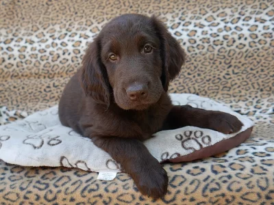 Flat Coated Retriever