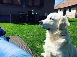 zlatý retrívr pes s PP ke krytí